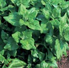 New Zealand spinach
