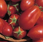 tomato (plum)