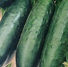 cucumber