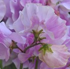 spencer sweet pea seed Daphne