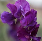 spencer sweet pea seed Pluto