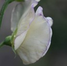 modern grandiflora sweet pea seed King's High Scent