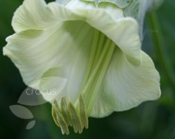 cup and saucer plant