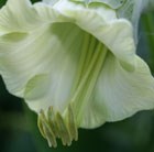 cup and saucer plant