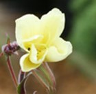evening primrose