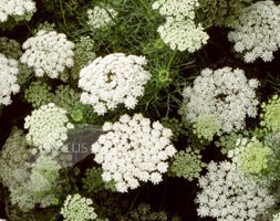 bishop's weed
