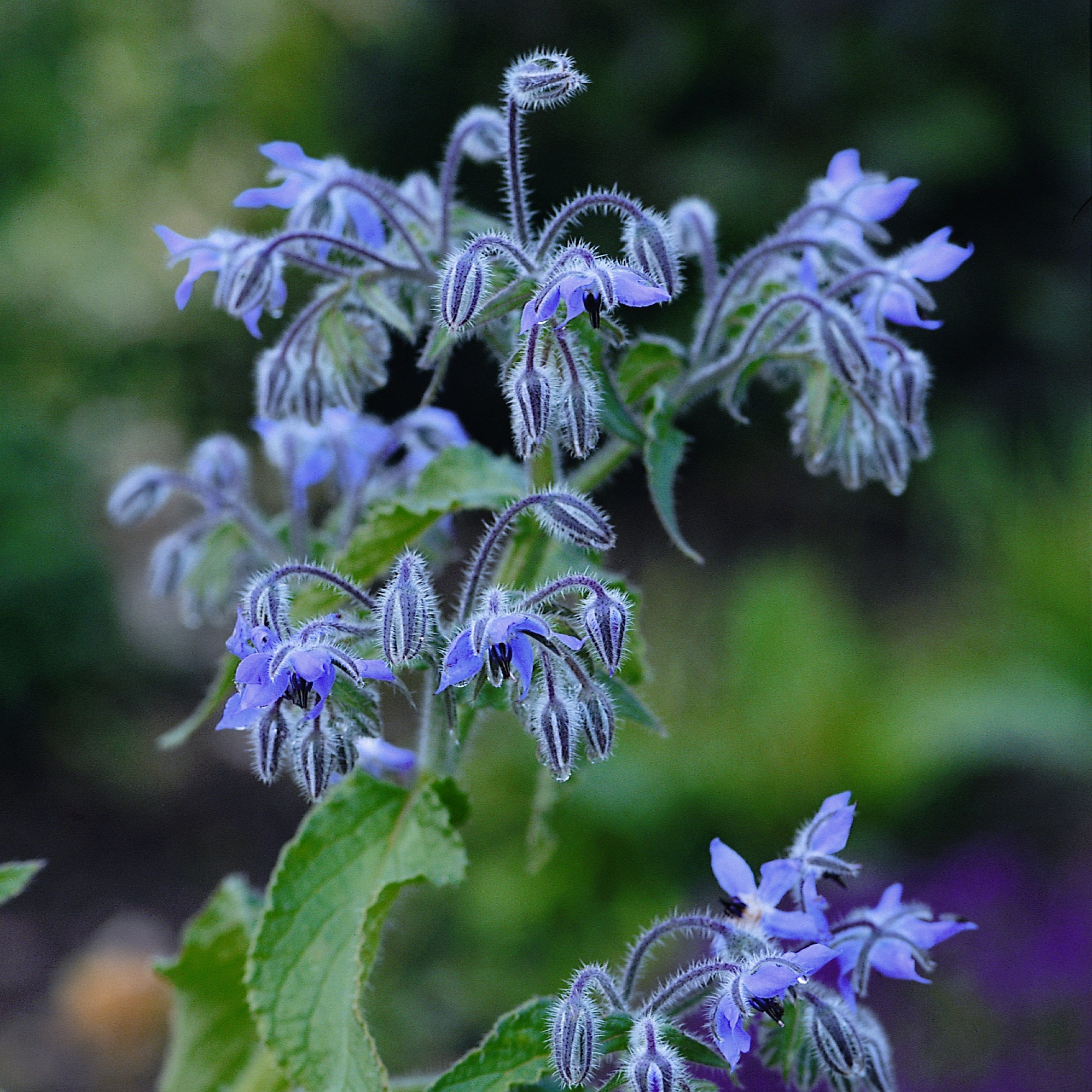 borage - organic