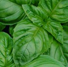 basil