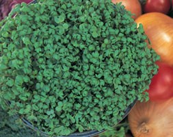curled cress