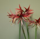 amaryllis Sumatra bulb