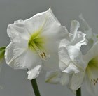 amaryllis Snow Queen bulb