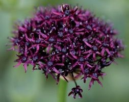 ornamental onion