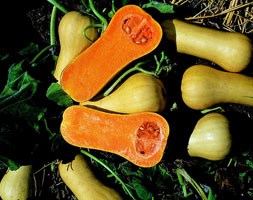 butternut pumpkin