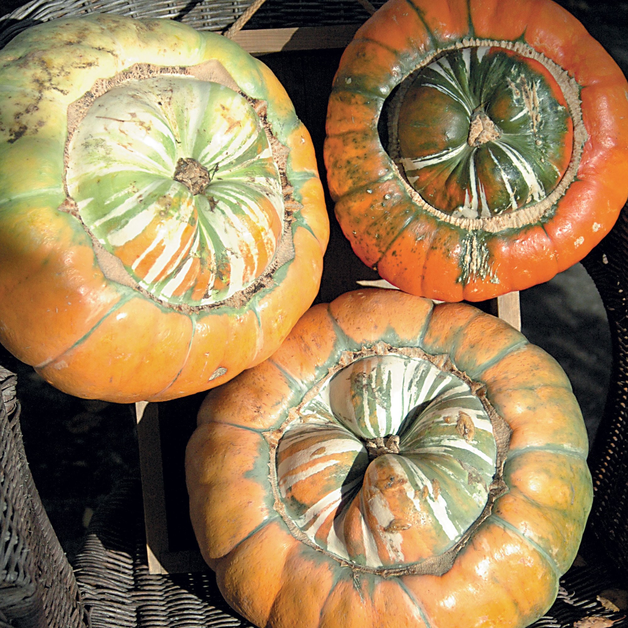 pumpkin