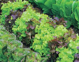 mixed lettuce