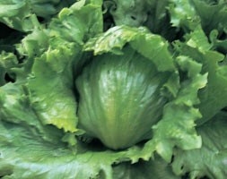 lettuce (crisp-head)