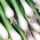 spring onion