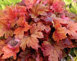 coral bells