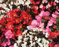 100 plus 60 FREE plug plants