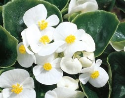 100 plus 60 FREE plug plants
