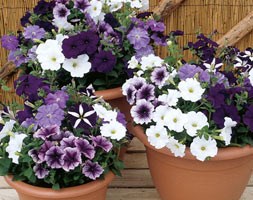 100 plus 60 FREE plug plants