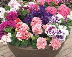 80 plus 40 FREE plug plants