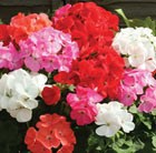 80 plus 40 FREE plug plants