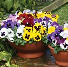 80 plus 40 FREE plug plants