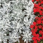 32 plus 10 FREE large plug plants
