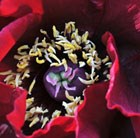 tree peony (syn Glossy Black)