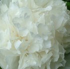 tree peony ( syn Snowy Pagoda )