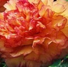 tree peony  ( syn Kinko )