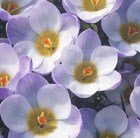 crocus bulbs