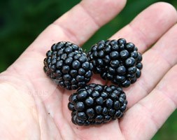 blackberry
