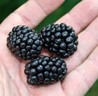 blackberry