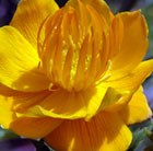 globeflower