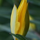 species tulip bulbs