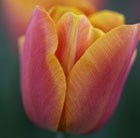 triumph tulip bulbs