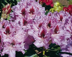 rhododendron