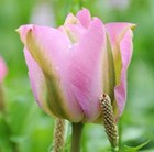 viridiflora tulip ( syn Greenland ) bulbs