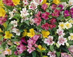 alstroemeria bulbs