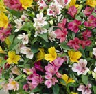 alstroemeria bulbs
