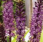 pineapple lily bulbs