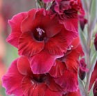 gladioli bulbs