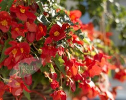 begonia bulbs