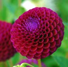 dahlia bulbs