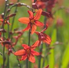 montbretia