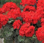 32 plus 10 FREE large plug plants
