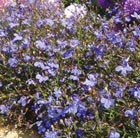 32 plus 10 FREE large plug plants