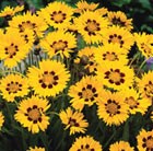16 plus 5 FREE large plug plants